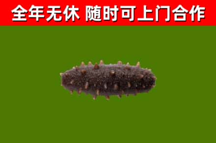 广灵县烟酒回收干海参.jpg